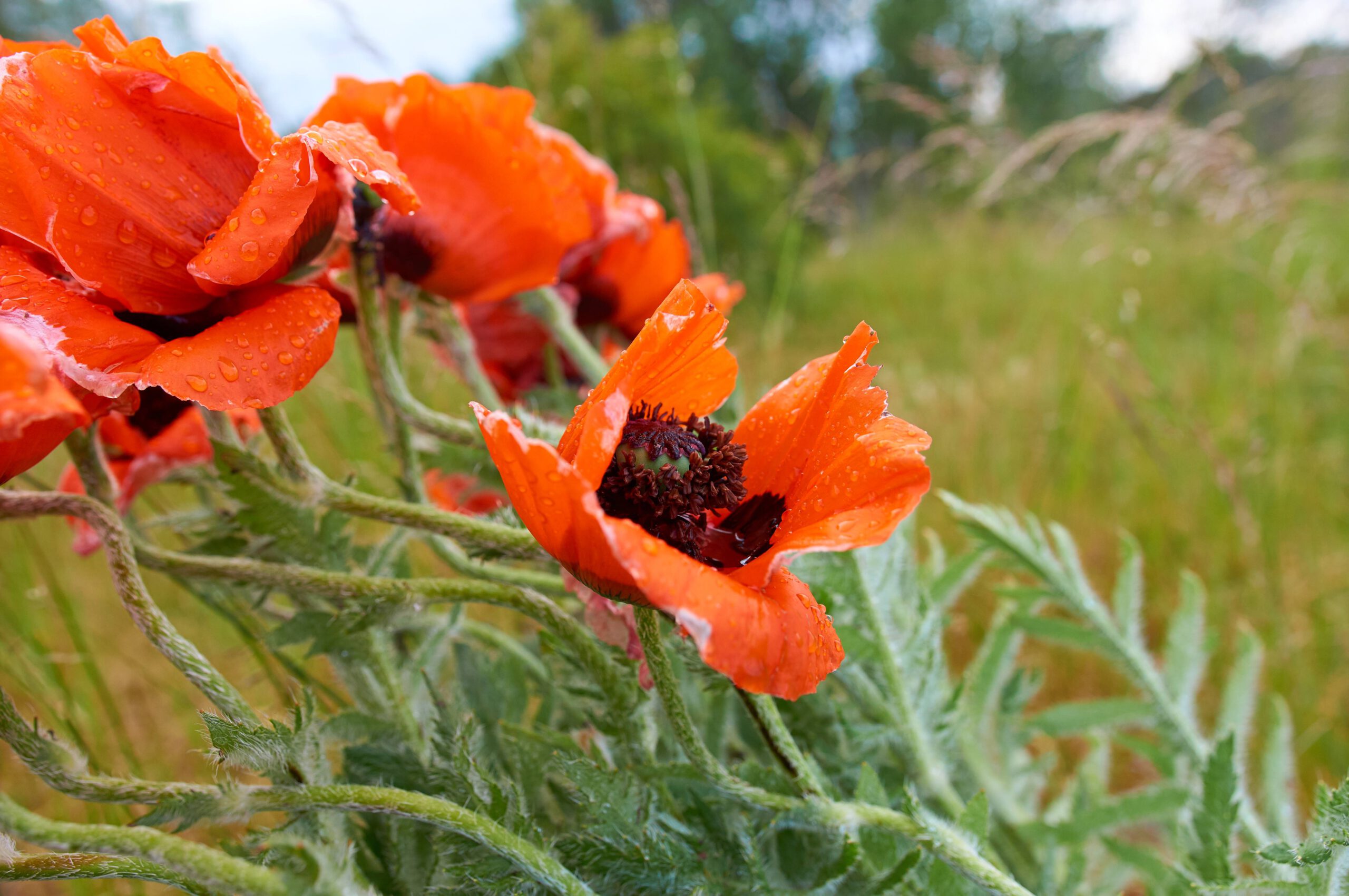 Mohn