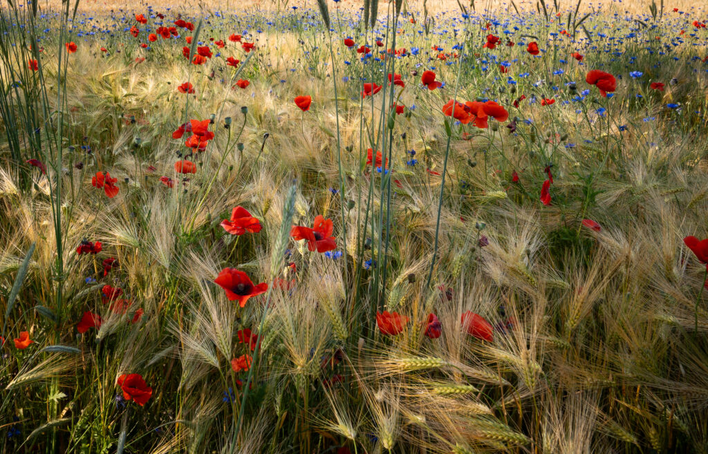 Feldblumen