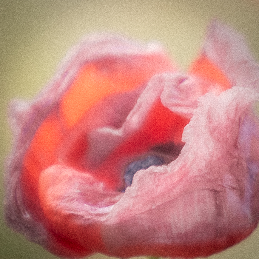 Mohn
