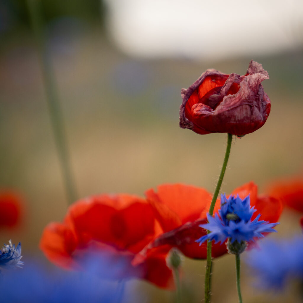 Mohnblumen